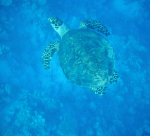 Ja es gibt sie - die Schildkröte!