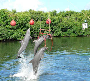 Delfine bei Kunststück