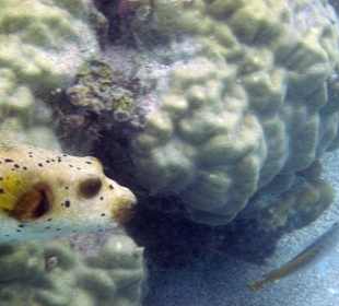 Kofferfisch gleich am Strand