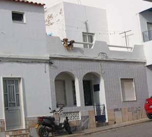 Detailstudie "Hunde in Albufeira - Stadt"