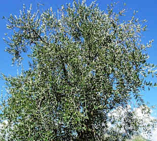 Impressionen aus dem Parco degli Olivi