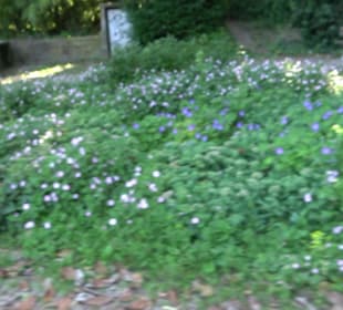 Stadtgarten Heidelberg