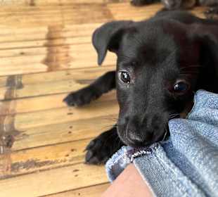 Dog and Cat Rescue Samui Foundation