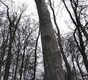 Wildpark Eichert