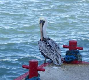 Tierische Fischer sind auch da
