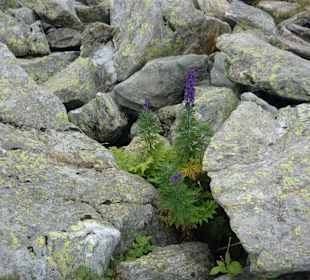 Naturwunder aus dem Felsen