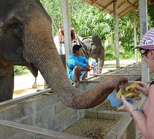 Elefantenreiten im Park