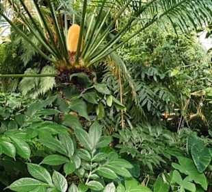Botanischer Garten