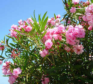 Spaziergang über die Strandpromenade Argelès-Plage