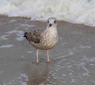 Strand Kolberg/Kolobrzeg