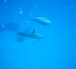 Noch mehr Spinner Delphine