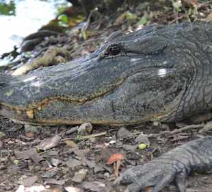 Alligator