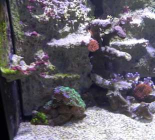 Tierpark Hellabrunn - Fische