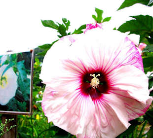 Blütenpracht an der Allee