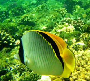 Fähnchen-Falterfisch am Hausriff Dreams Beach Resort & Dream