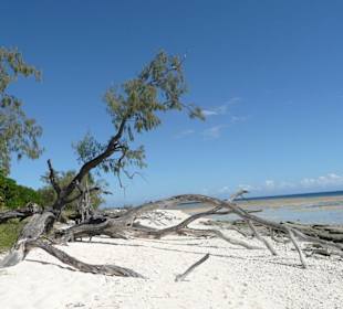 Lady Musgrove Island