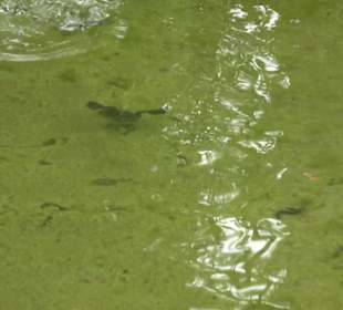Tierpark Hellabrunn - Reich der Elefanten