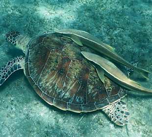 Schildkröte mit Schiffhaltern