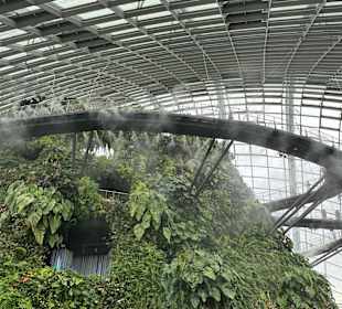 Cloud Forest