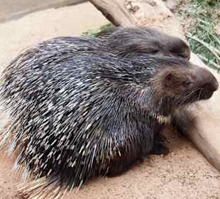 Tiere im Oasis Park Fuerteventura