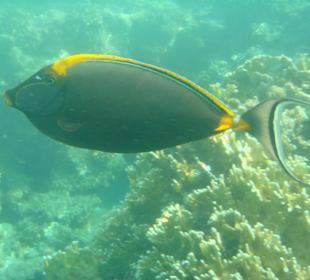 Schnorcheln in der Bay