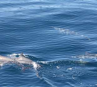 Noch mehr Schiffsbegleitung