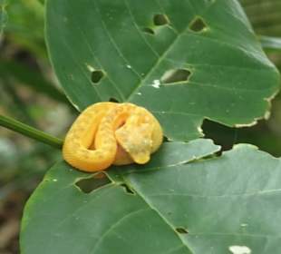 Greifschwanzlanzenotter