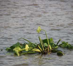 Grünzeug schwimmt überall rum!