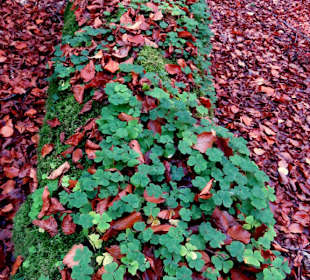 Neues Leben am toten Baum