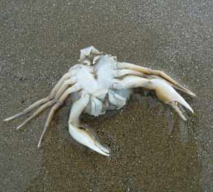 Римини, море