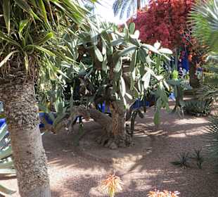 Eindrücke aus dem Jardin Majorelle Garten