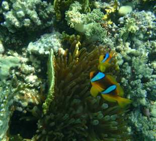 Rotmeer - Anemonenfisch