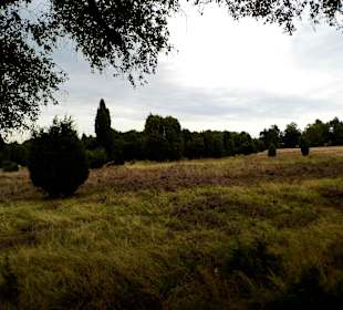 Kutschfahrt Undeloh Impression