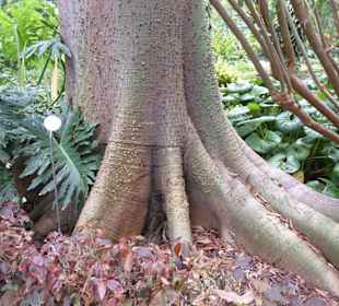 Im Jardín de aclimatación de La Orotava