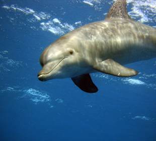 Delfinschwimmen in Hurghada