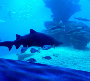 Haie im Palma Aquarium