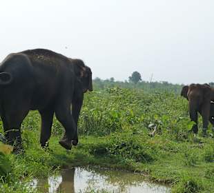 Asiat. Elefant