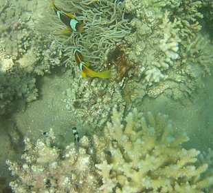 Schnorcheln Makadi Bay