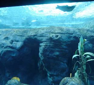 Taronga Zoo