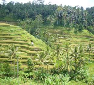 Reisterrassen von Ubud