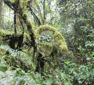 ...überall Nebel und Nässe