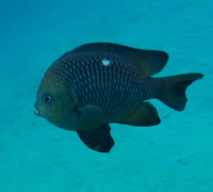 Schnorcheln Marsa Alam