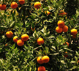 Orangenbäumchen