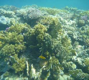 Wunderschönes Hausriff