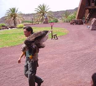 Oasispark - Flugschau