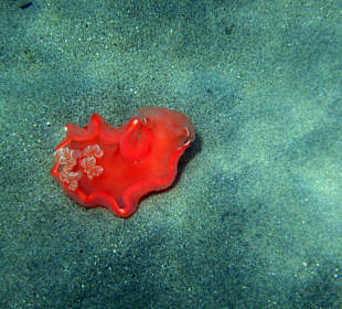 Spanische Tänzerin 1