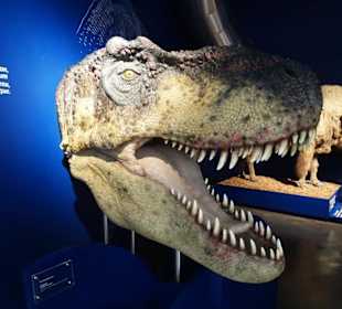 Rundgang durch das Museum für Naturgeschichte