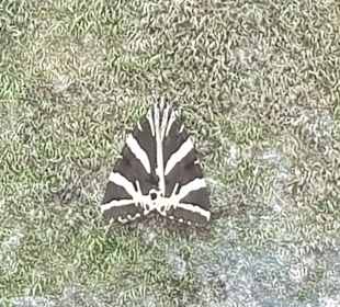 Peta Loudhes / Tal der Schmetterlinge