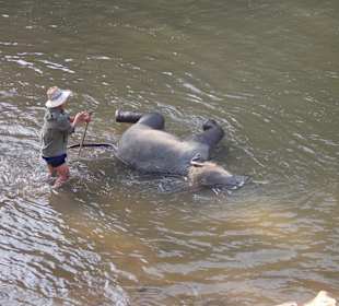 Elefantencamp Chiang Mai