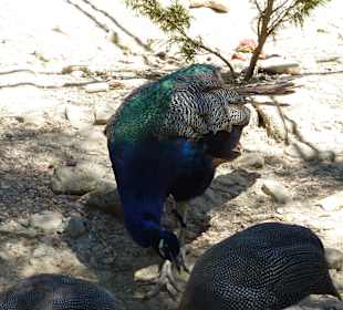 Tierpark Manavgat